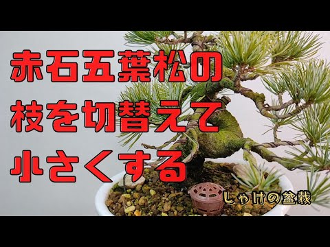 枝を切り替えて小さく持ち込む！赤石五葉松の枝切り替え【しゃけの盆栽
