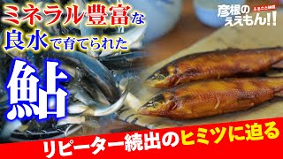 彦根のええもん‼】リピーター続出！ミネラル豊富な良水で育てられた鮎