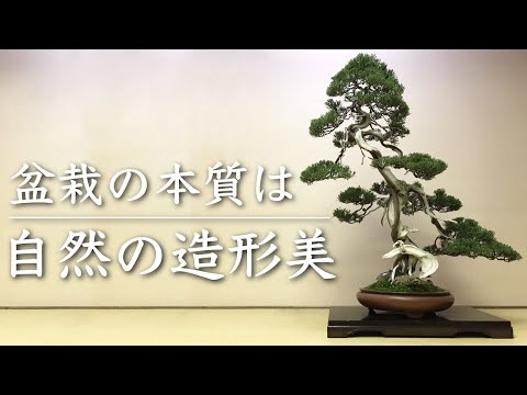 糸魚川真柏①】盆栽の本質は自然の造形美にあり【西川盆栽園・西川敏一
