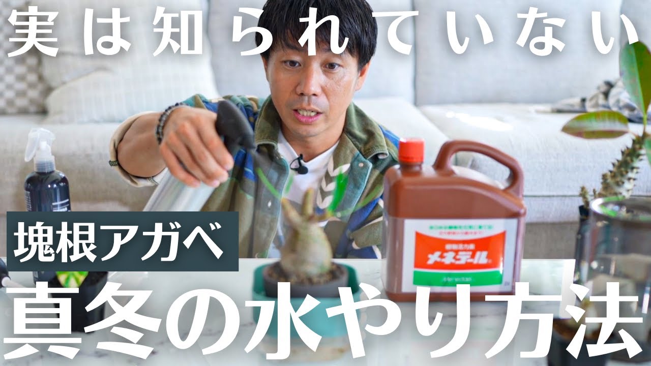 枯らしたくない方必見。【初心者向け塊根・アガベ真冬の水やり方法