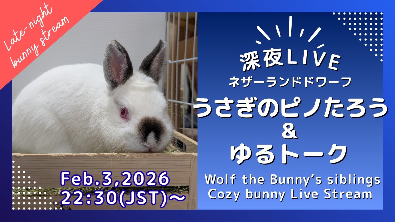 深夜LIVE】うさぎのまったり部屋んぽタイム｜静かな夜の癒し配信 2026