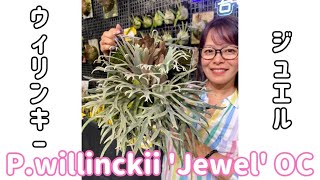 P.willinckii 'Jewel' OC ウィリンキージュエルを入手しました！胞子葉