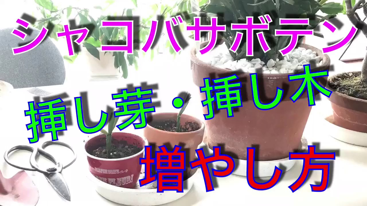 How to propagate a Schlumbergera cactus by cuttings! - YouTube