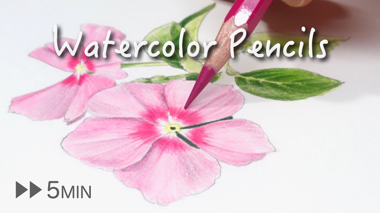 水彩色鉛筆】日々草(ニチニチソウ)の花を描く - YouTube