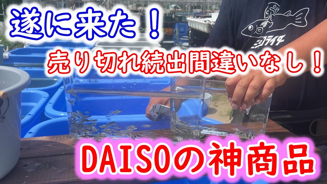 めだか】ダイソーから神商品が出ました！これはメダカ界に旋風を