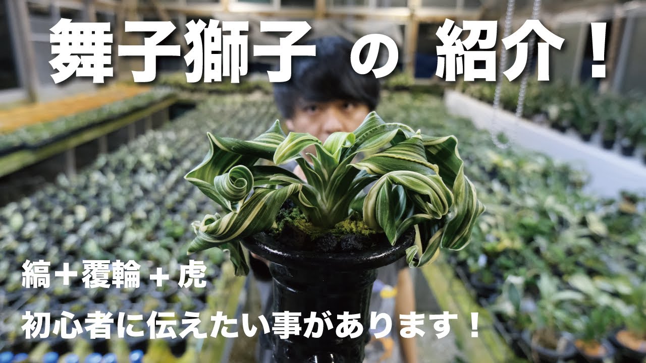 おもとの品種紹介【舞子獅子】編！日本一位が解説！ - YouTube