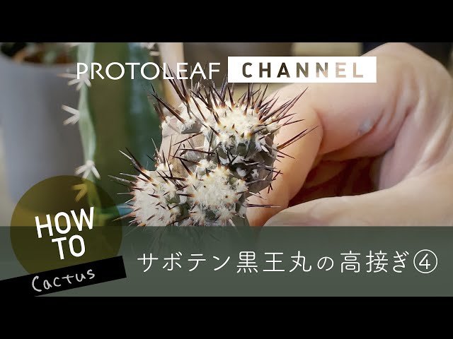 接ぎ木サボテン】黒王丸を背の高い台木へ接ぎ木 ー高接ぎ④ー