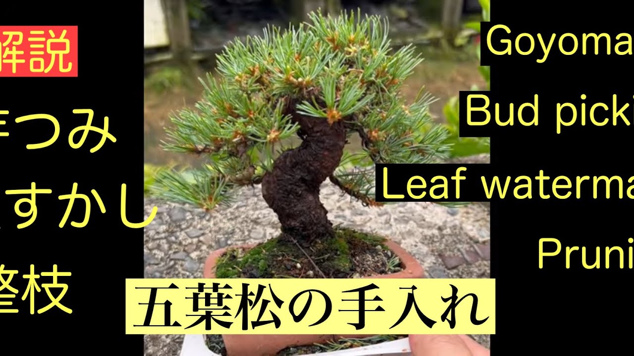 235 接ぎ五葉松、夏の手入れ。 ‪@bonsai1007‬ 【ミニ盆栽】 - YouTube