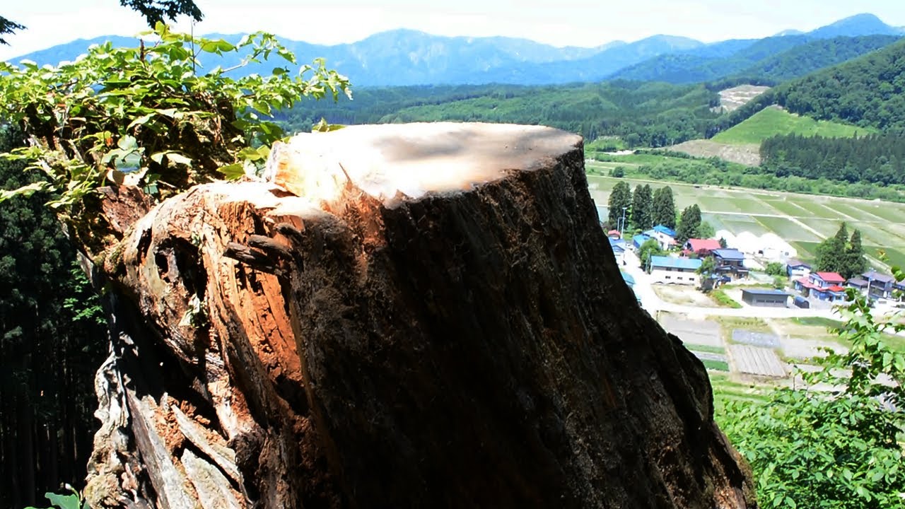 枯死した「日本一太い」マツを伐採 - YouTube