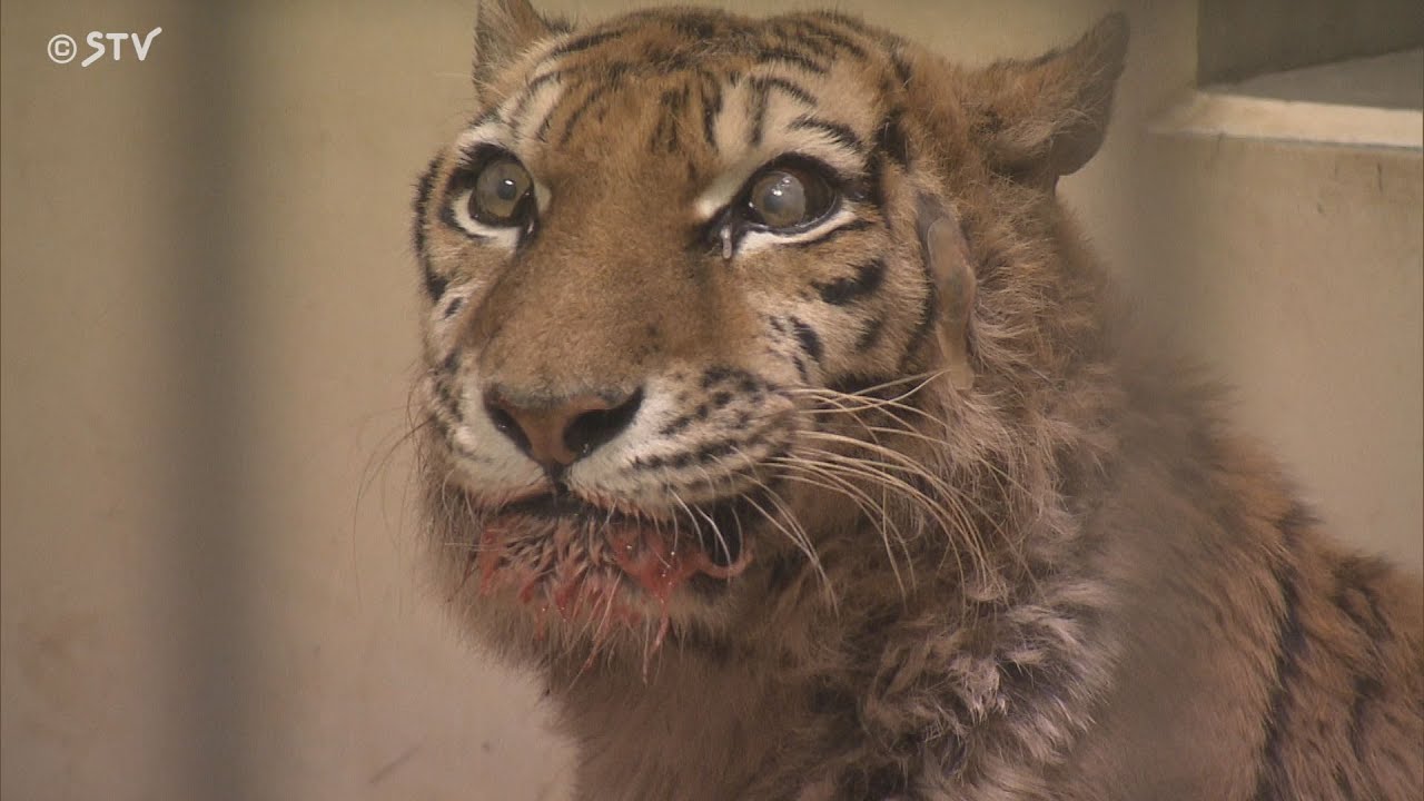 足に障害あるアムールトラ 「ココア」17歳で死ぬ 懸命に生きる姿に全国