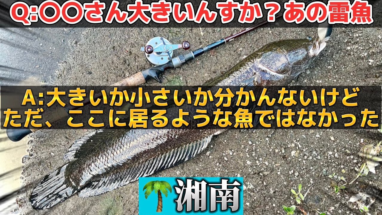 雷魚】近所の川で！まさかの70オーバー！！ツララ・アベントゥーラ59を