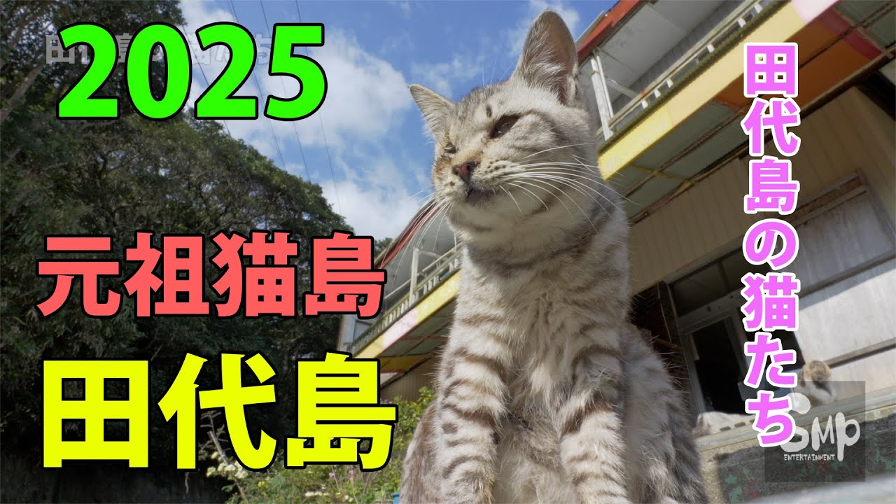 ねこ太郎@田代島ねこ便り - YouTube