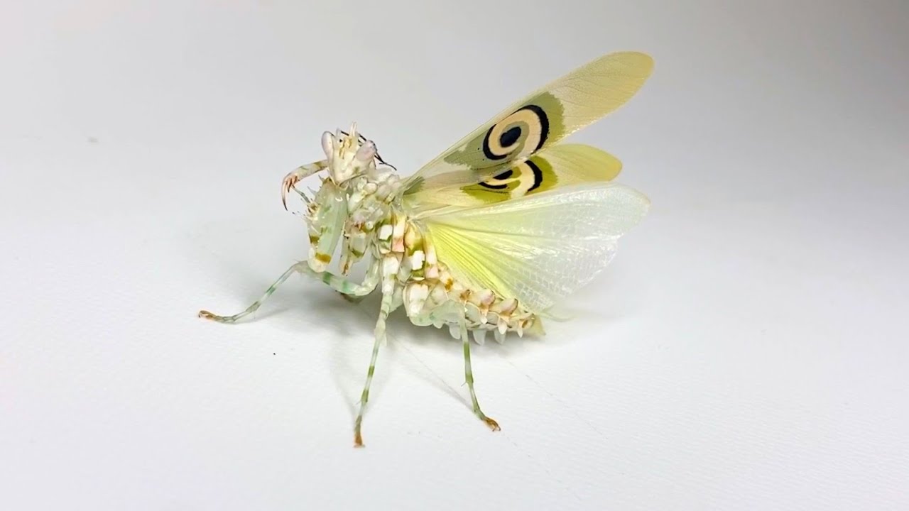 The adult mantis in Africa is too cool - YouTube