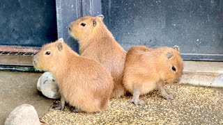 Capybara mother and child living in a Japanese safari park [Himeji