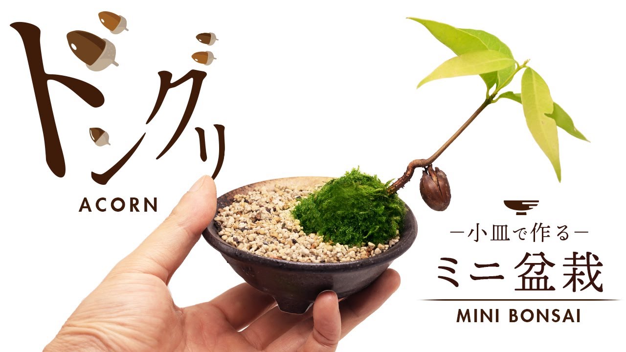 Presence of Acorn!! Moss garden MINI BONSAI made small plate