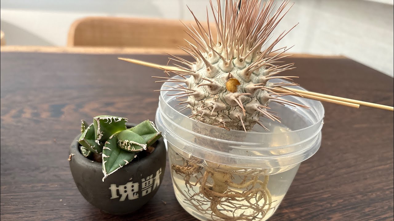 トゲトゲの植物の発根管理をしてみた。#塊根植物 #発根管理