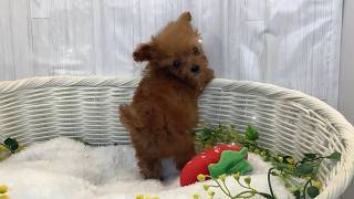 トイプードル♂2602D0161 - YouTube