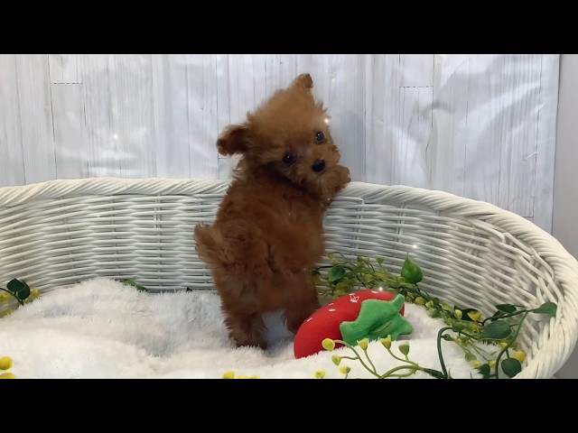 トイプードル♂2602D0161 - YouTube