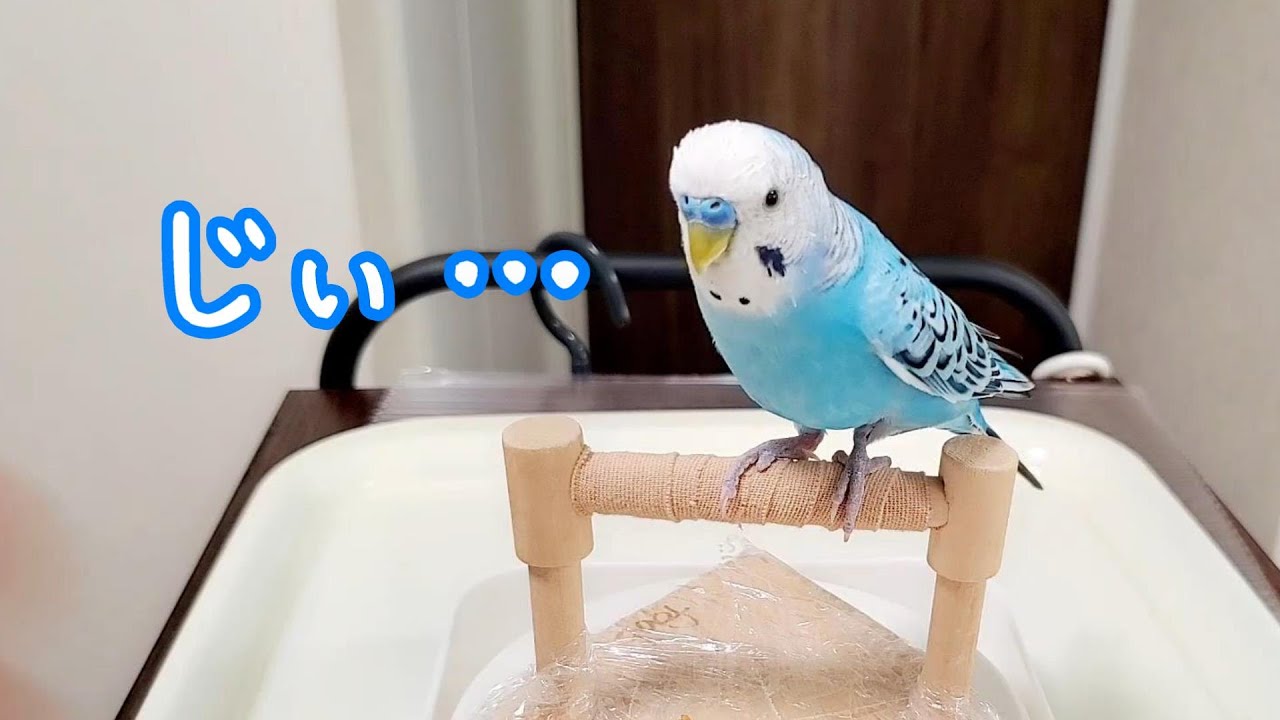 レア☆コンコンブル☆文鳥鯉のぼり☆インコのお雛様、文鳥のぼんぼり