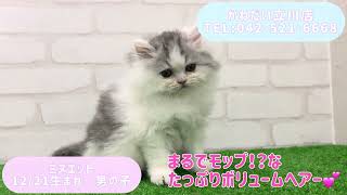 価格の安い【動画あり！】ミヌエット♂ スタッフイチ押しの美猫ちゃん