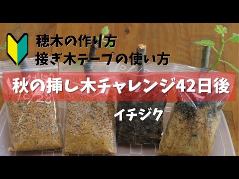 Fig] 42 days after the autumn cutting challenge. This video shows