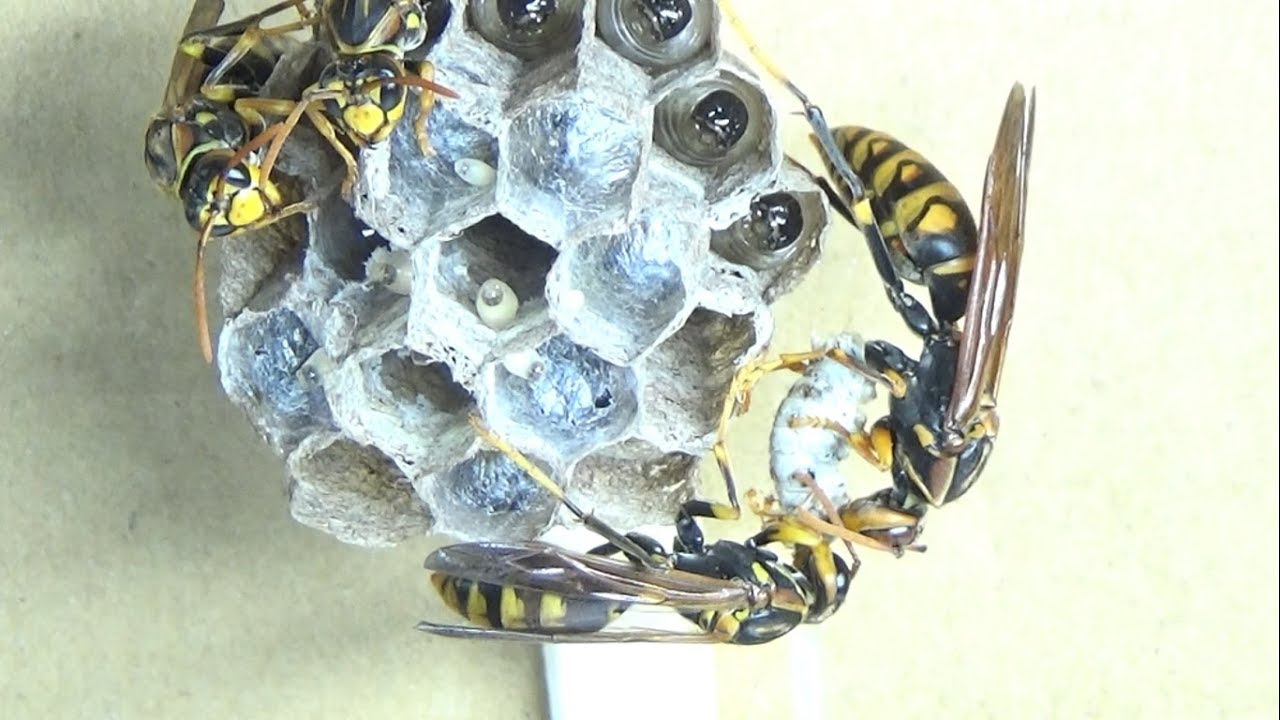 The nest of the Japanese paper wasp at the hot spring has become a
