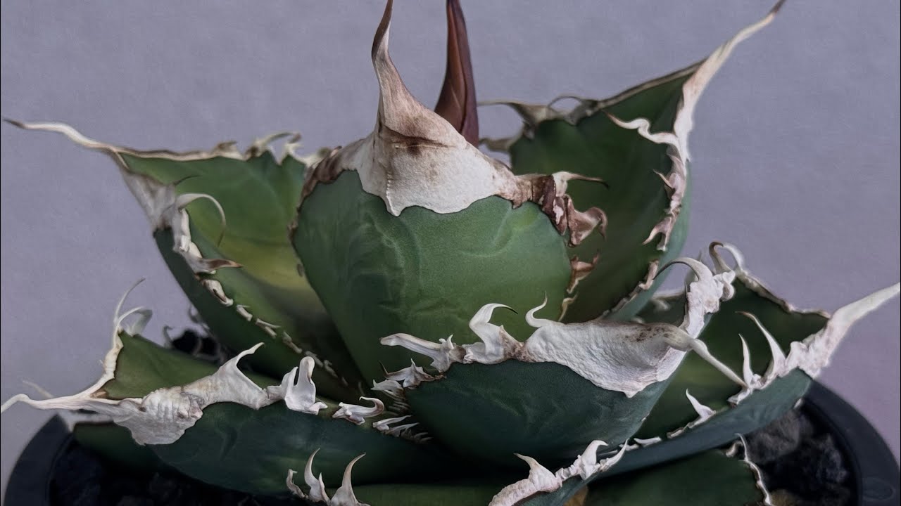 アガベ・チタノタ 緑幽霊(中)-010｜agave titanota green ghost