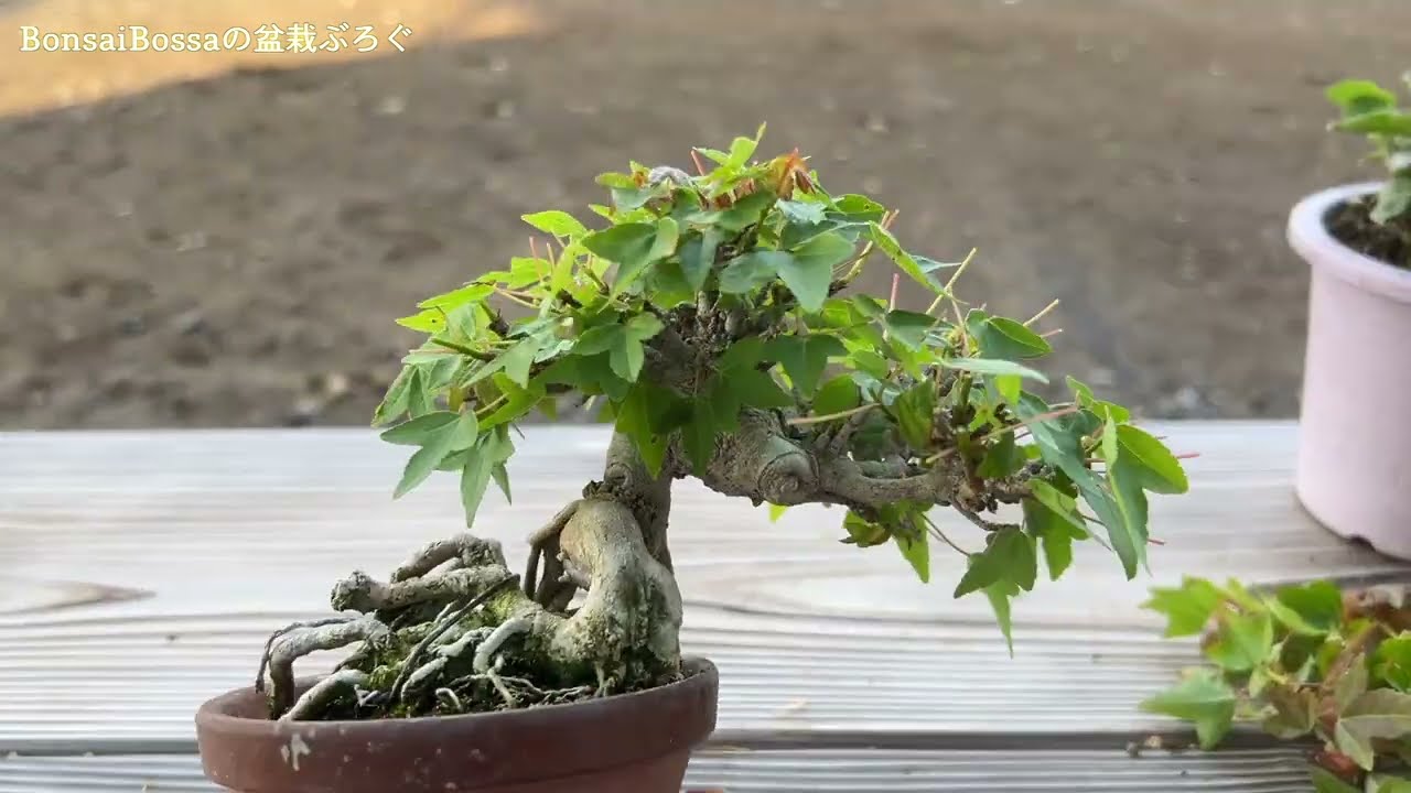 KED】根上がりの楓 #盆栽 #bonsai - YouTube