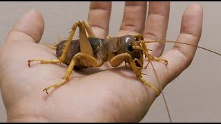 オバケコロギス樹脂標本 sia ferox オバケコロギス オバケコオロギ