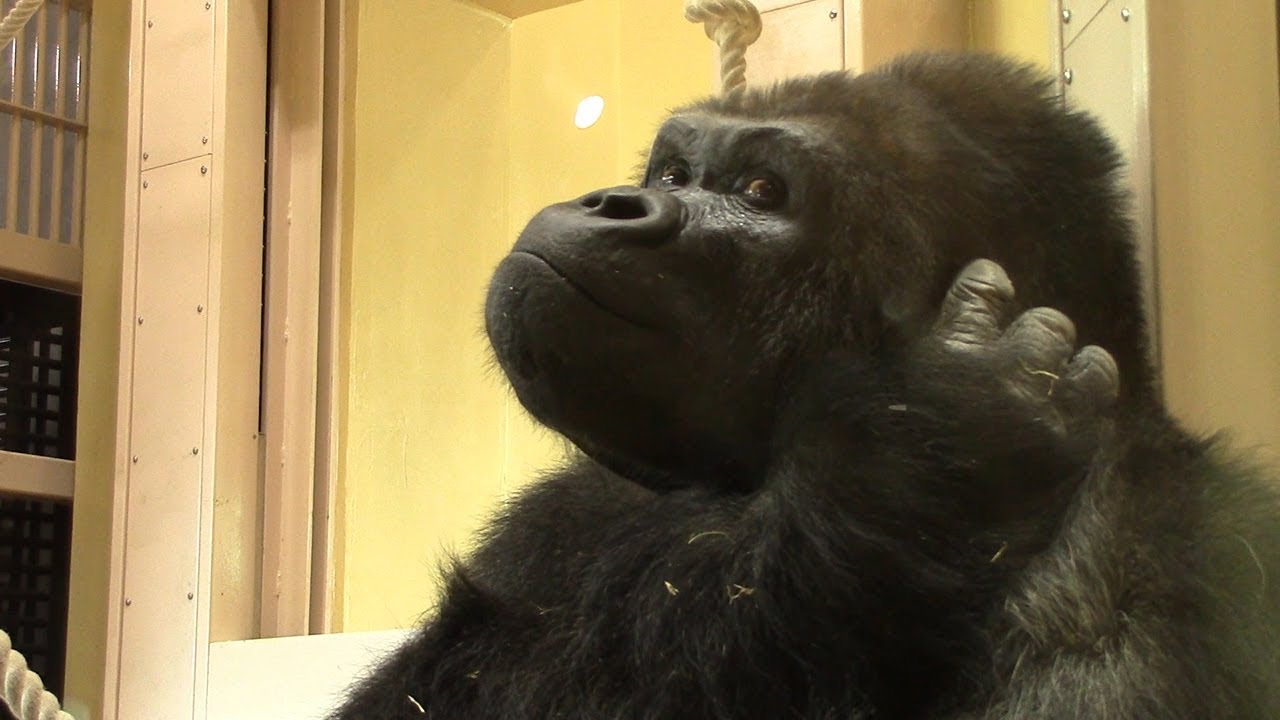 Nagoya zoo's handsome gorilla and pals move into spacious new