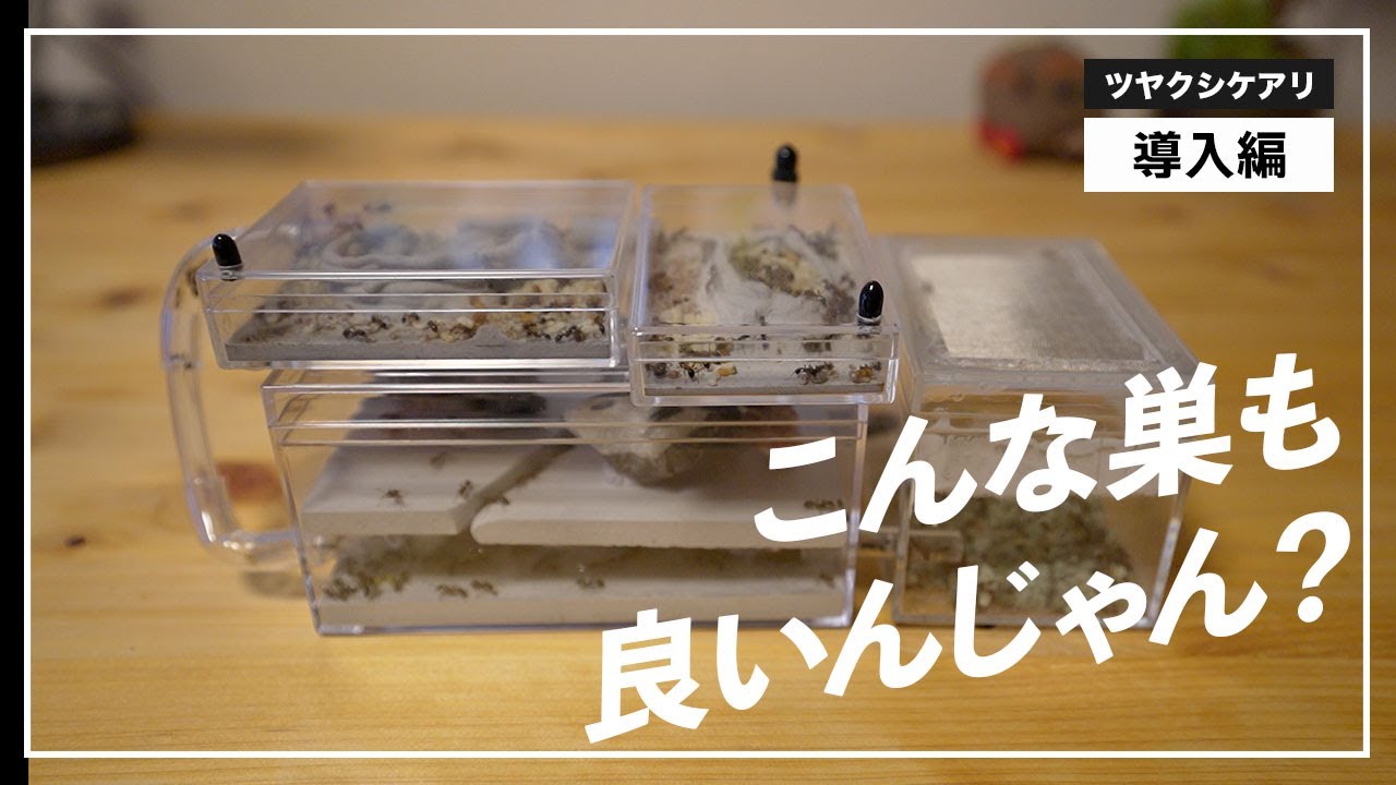 A plaster nest with a second floor] I made a new concept ant