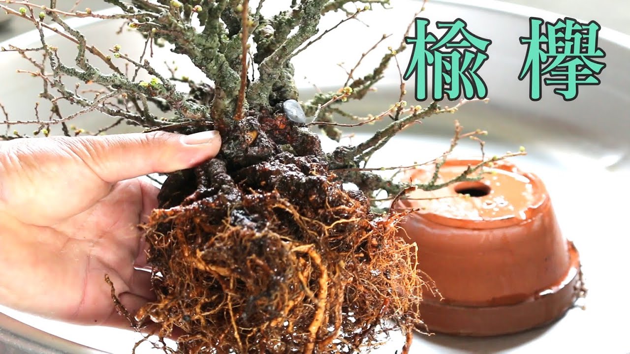 忌み枝・忌み根を切る 楡欅の植え替え bonsai replanting - YouTube