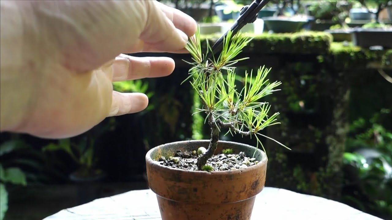 Bonsai diary】 山採り赤松の芽切り ♯343 - YouTube