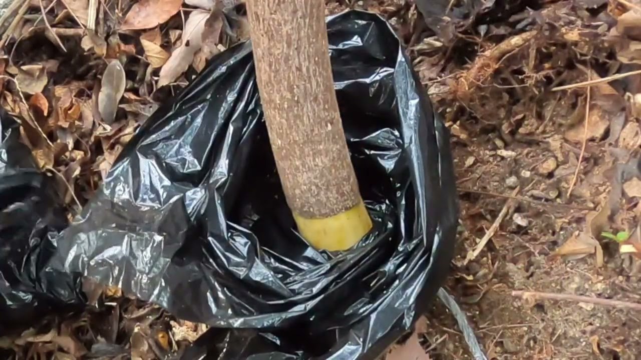 クロモジの山採り(取木)1 - YouTube