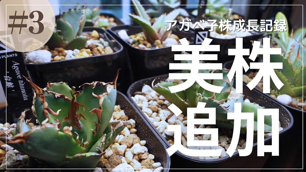 アガベチタノタ子株成長記録③｜やっと美株白鯨ゲット！新しい仲間5株