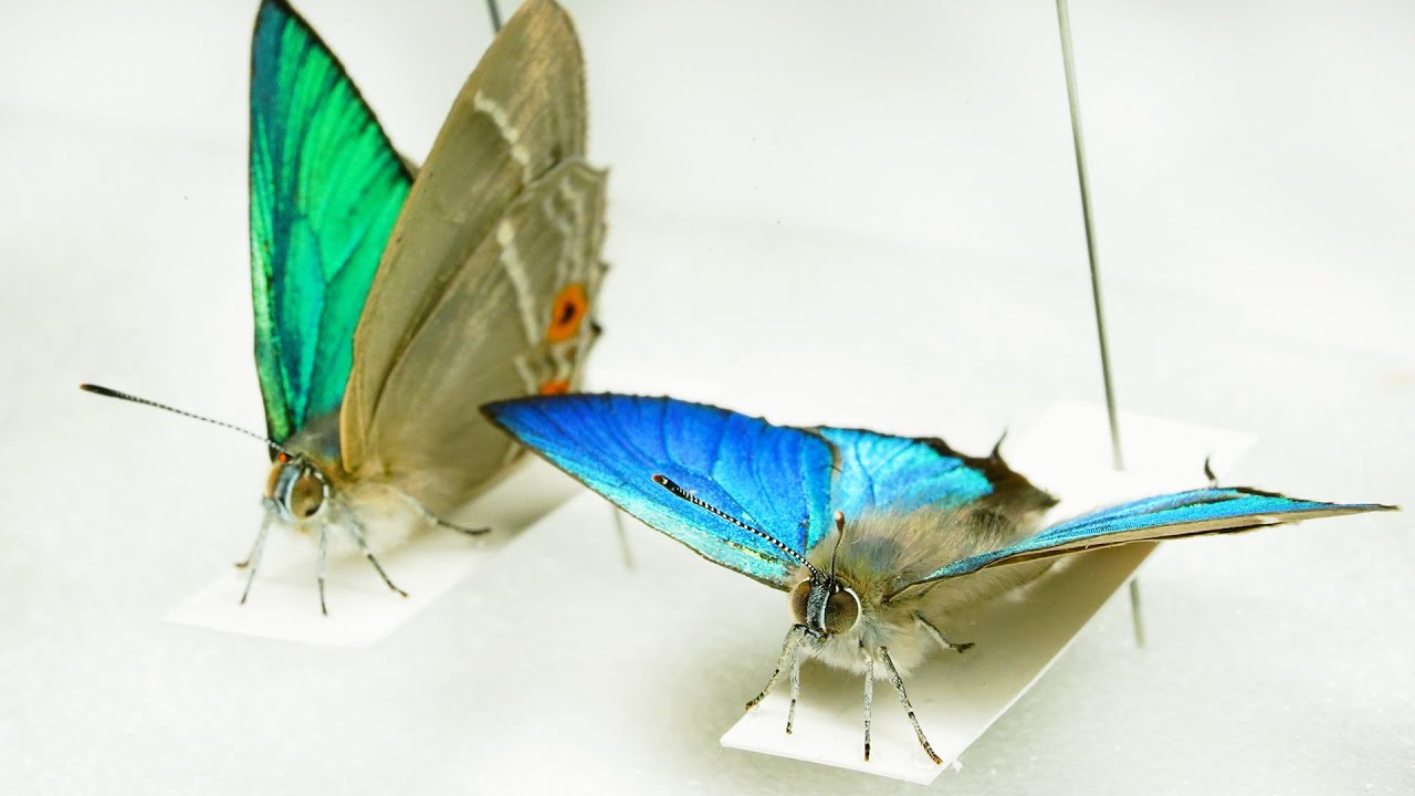Breathing life into insects: The incredible art of making lifelike