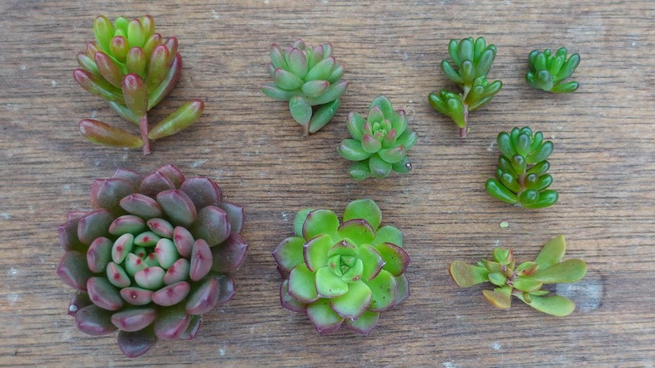 280 [It will turn bright red from now on] Recommended succulents