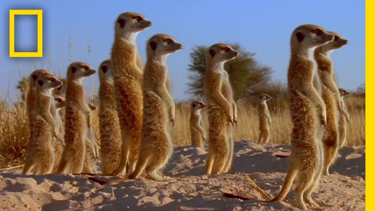 ミーアキャット | ネコ・システム図鑑