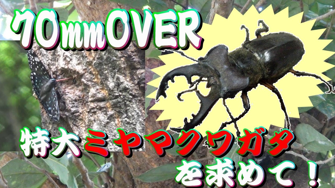 70㎜OVERの特大ミヤマクワガタを求めて！ Japan's Stag beetle Hunter
