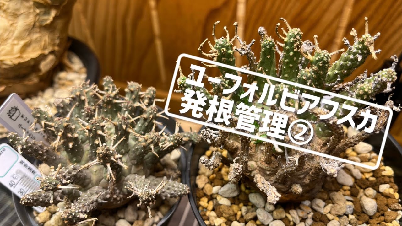 ユーフォルビアフスカ 発根管理②／ Euphorbia fusca rooting ② - YouTube