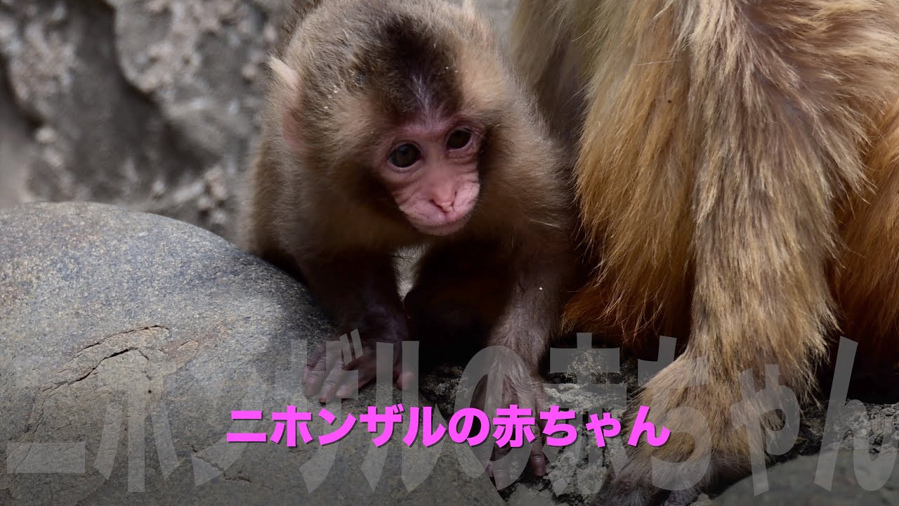 Nikon Z8で撮る！ニホンザルの赤ちゃん Japan macaque baby 多摩動物