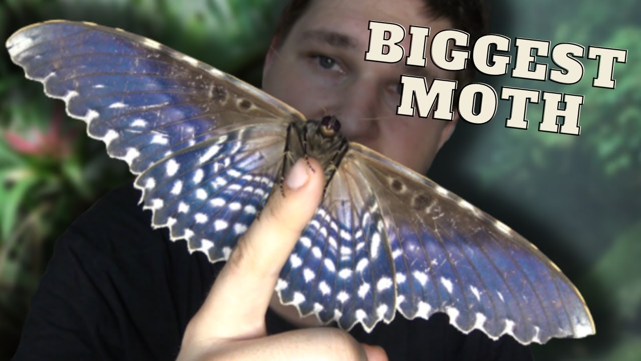 世界一羽根が長い蛾（ナンベイオオヤガ）： White witch moth