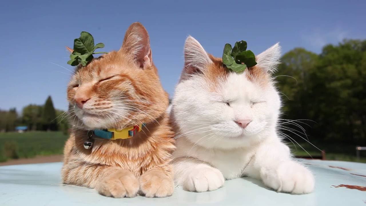 のせ猫 x 四つ葉のクローバー 160701 Four-leaf clover put cat - YouTube