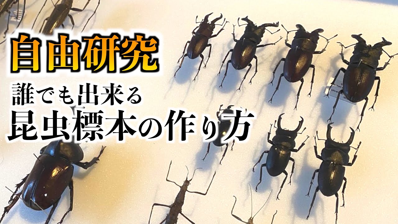採集禁止!!】超貴重なミヤマクワガタ！？【ミクラミヤマクワガタ