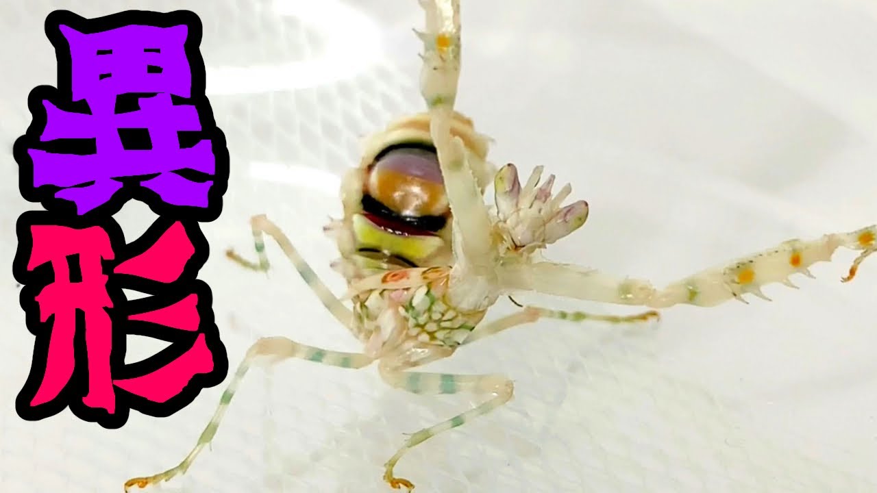 アフリカメダマカマキリ ペア 立体標本 アフリカメダマカマキリ ペア