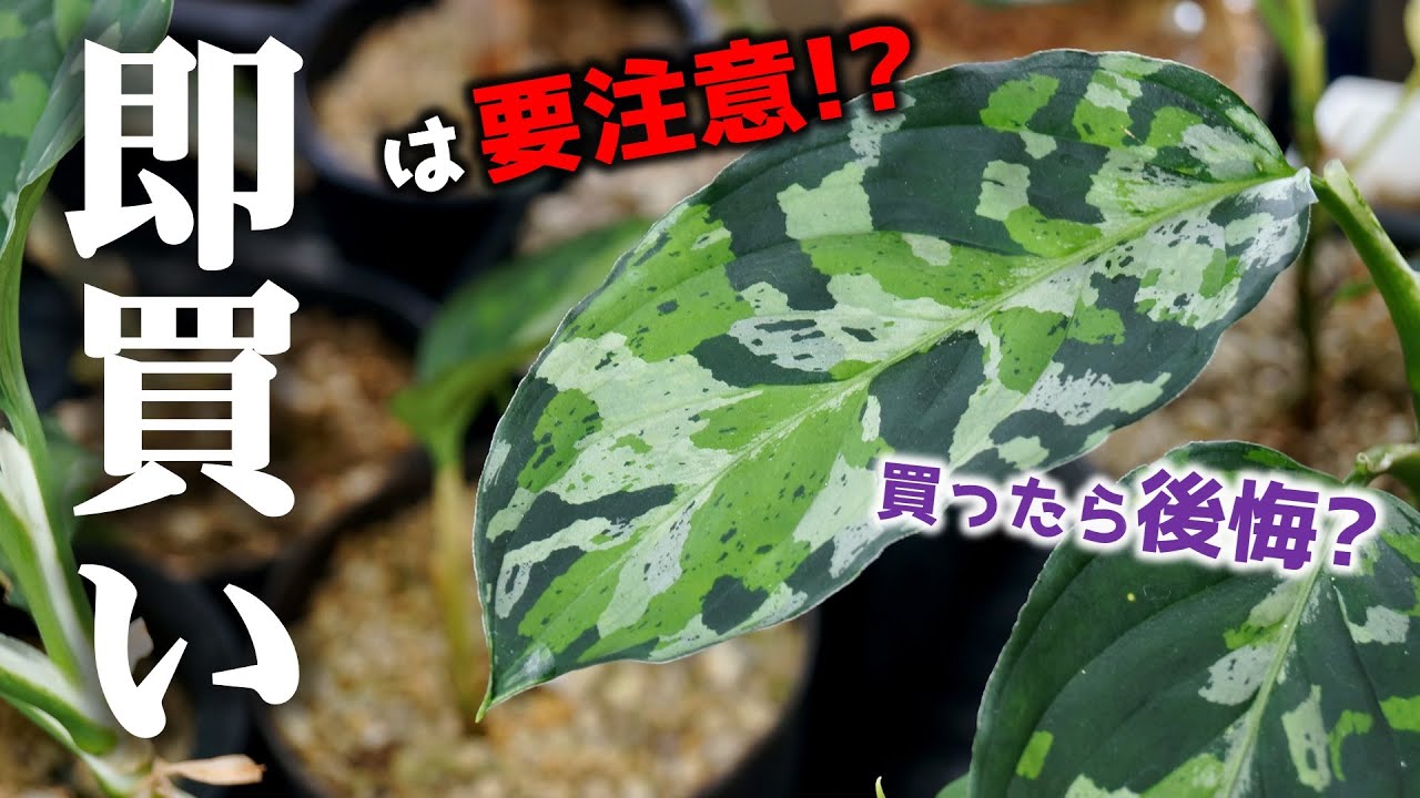 アグラオネマ ピクタム トリカラー アンダマン諸島ポートブレア北部