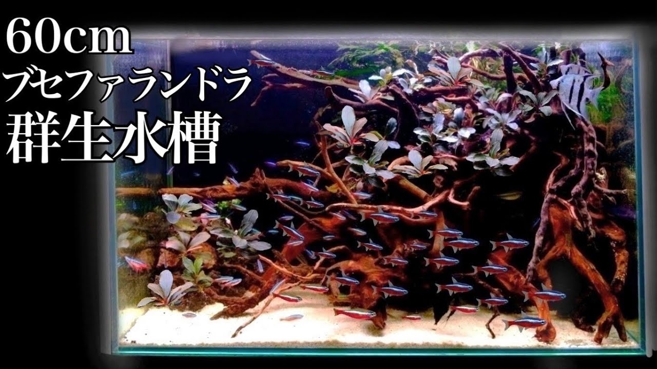 Get a huge bush at a bargain price!? A large number of bushes will