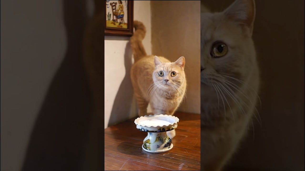 猫の皿や鉢がかわいい食器 熊本象(くまもとしょう)の作家作品一覧 陶芸