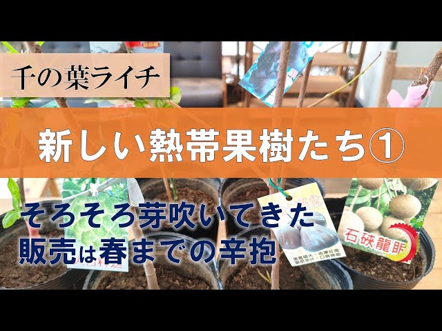 熱帯果樹 ライチ（品種：フォンフェイ・ギョッカホウ）2株セット 熱帯