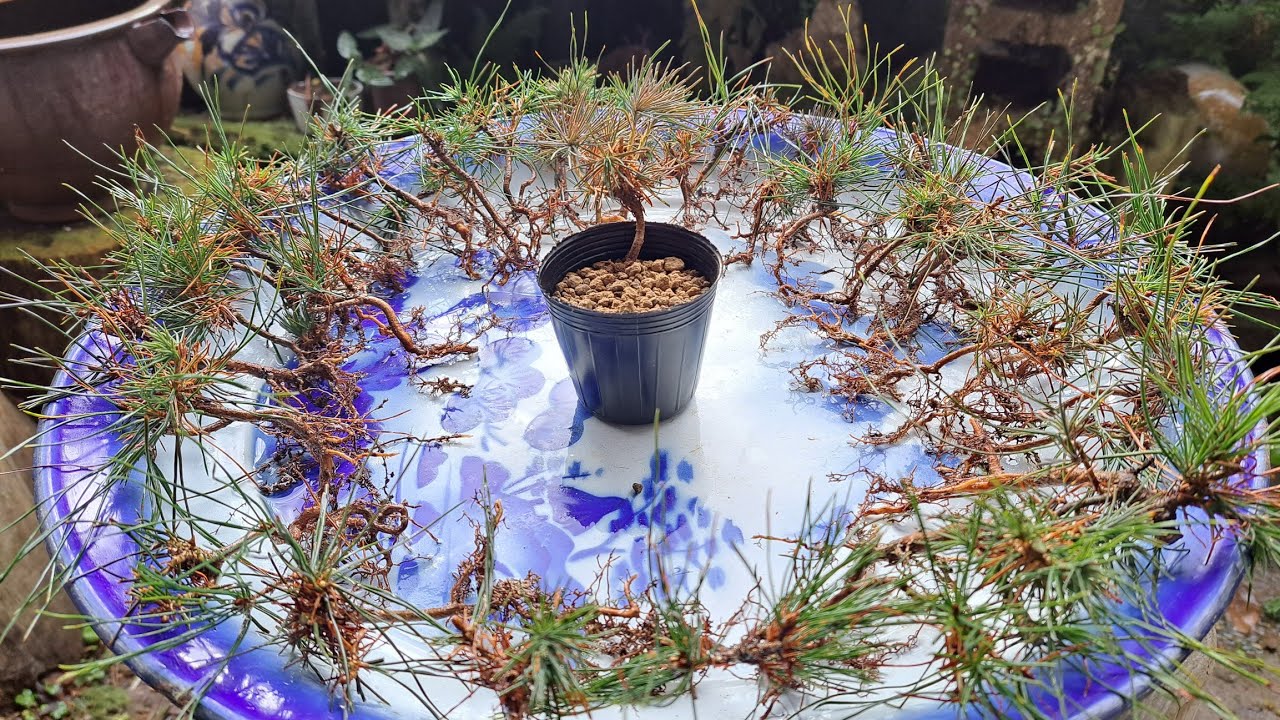 持山から大量に採取してきた赤松の山採り苗の植え付け ♯478 - YouTube